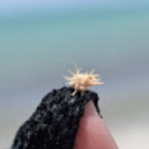 Meet your Posher, Abigail